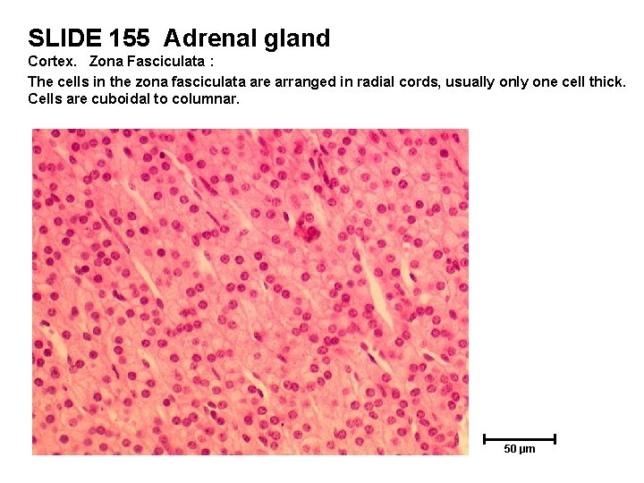 SLIDE 155 Adrenal gland Cortex. Zona Fasciculata : The cells in the zona fasciculata