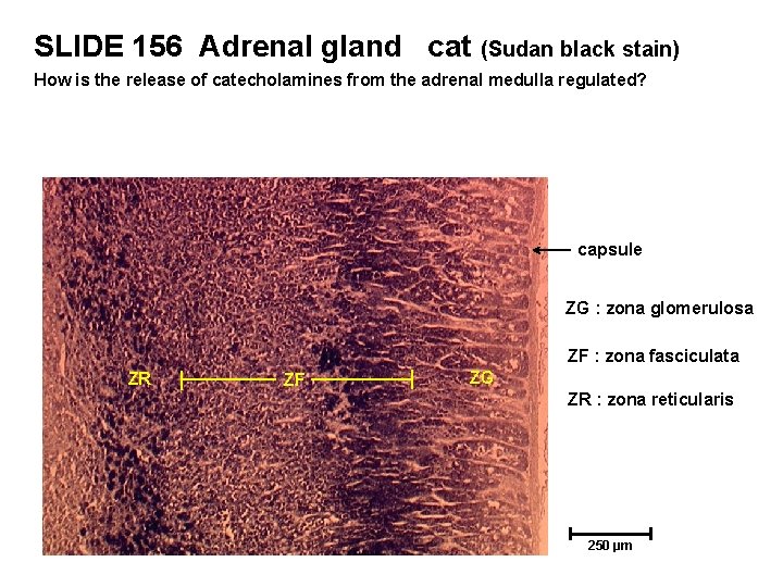SLIDE 156 Adrenal gland cat (Sudan black stain) How is the release of catecholamines