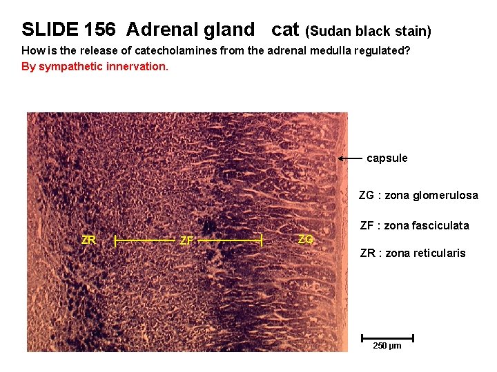 SLIDE 156 Adrenal gland cat (Sudan black stain) How is the release of catecholamines