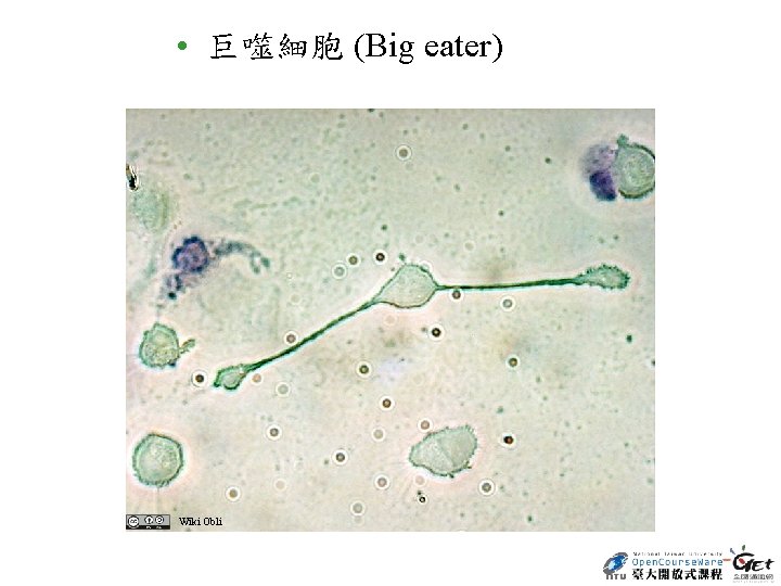  • 巨噬細胞 (Big eater) Wiki Obli 