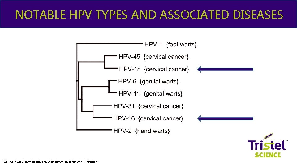 NOTABLE HPV TYPES AND ASSOCIATED DISEASES & ME Source: https: //en. wikipedia. org/wiki/Human_papillomavirus_infection 