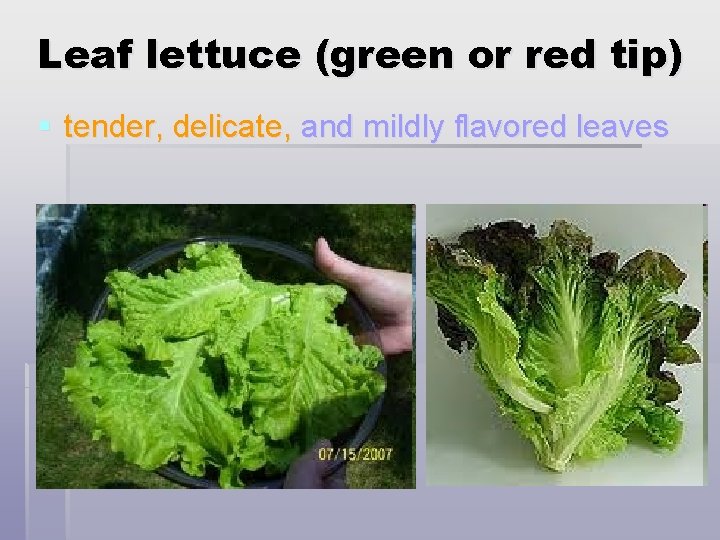 Leaf lettuce (green or red tip) § tender, delicate, and mildly flavored leaves 