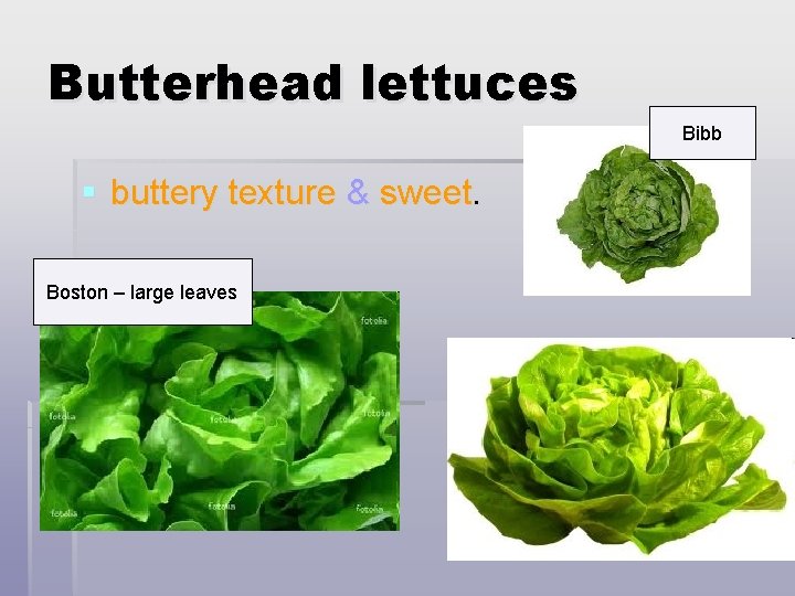 Butterhead lettuces Bibb § buttery texture & sweet. Boston – large leaves 