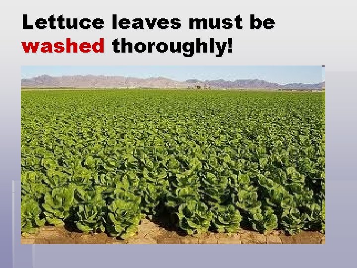 Lettuce leaves must be washed thoroughly! 