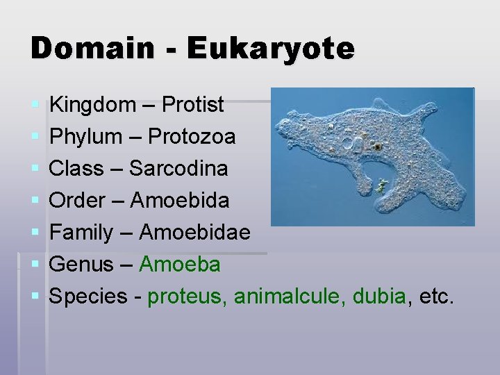 Domain - Eukaryote § § § § Kingdom – Protist Phylum – Protozoa Class