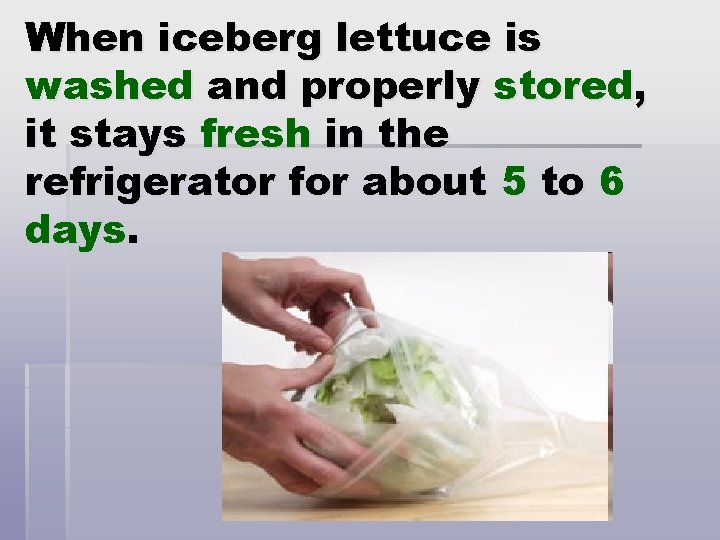 When iceberg lettuce is washed and properly stored, it stays fresh in the refrigerator