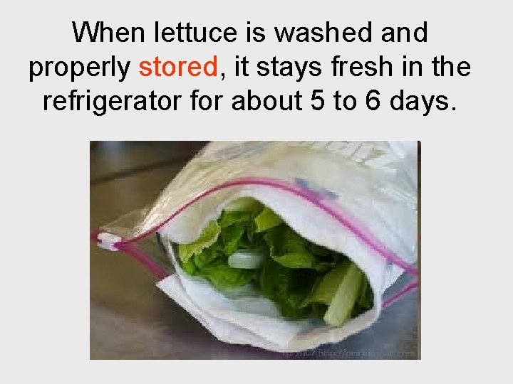 When lettuce is washed and properly stored, it stays fresh in the refrigerator for