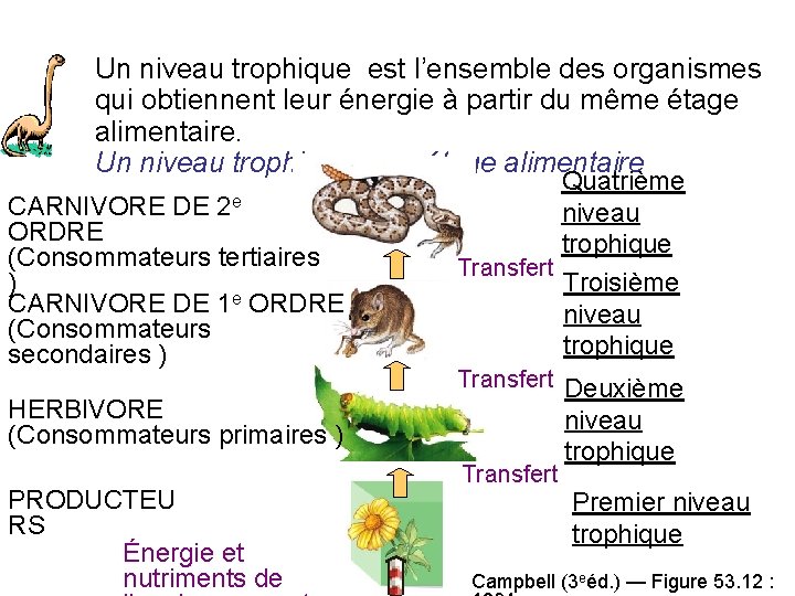 Un niveau trophique est l’ensemble des organismes qui obtiennent leur énergie à partir du