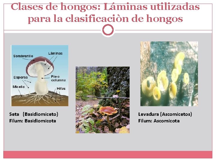 Clases de hongos: Láminas utilizadas para la clasificaciòn de hongos Seta (Basidiomiceto) Filum: Basidiomicota