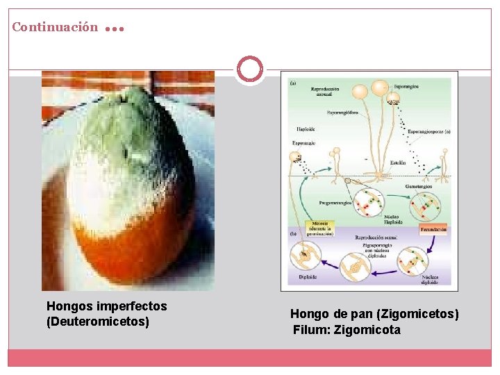 Continuación … Hongos imperfectos (Deuteromicetos) Hongo de pan (Zigomicetos) Filum: Zigomicota 