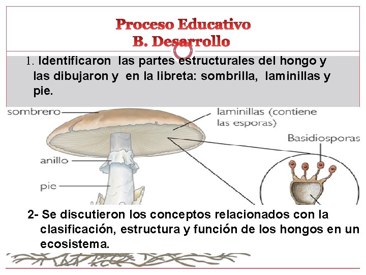 1. Identificaron las partes estructurales del hongo y las dibujaron y en la libreta: