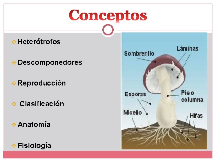 v Heterótrofos v Descomponedores v Reproducción v Clasificación v Anatomía v Fisiología 