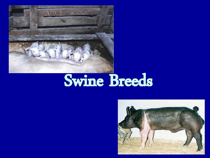 Swine Breeds 