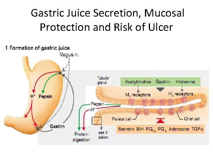 Gastric Juice Secretion, Mucosal Protection and Risk of Ulcer 