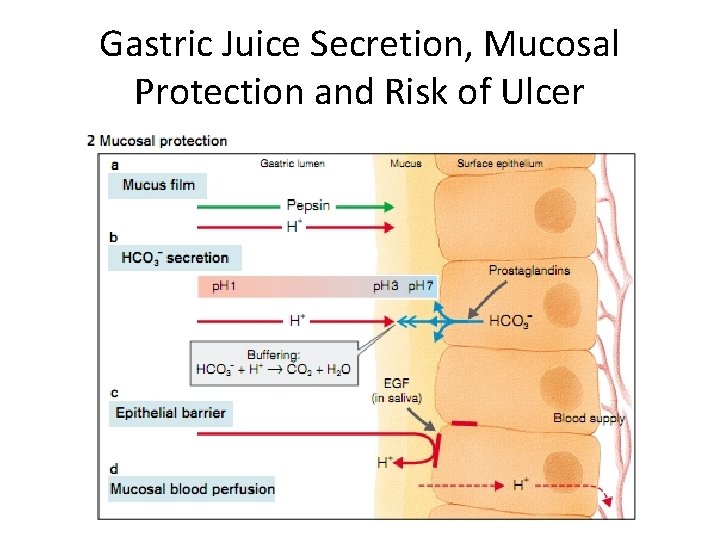 Gastric Juice Secretion, Mucosal Protection and Risk of Ulcer 