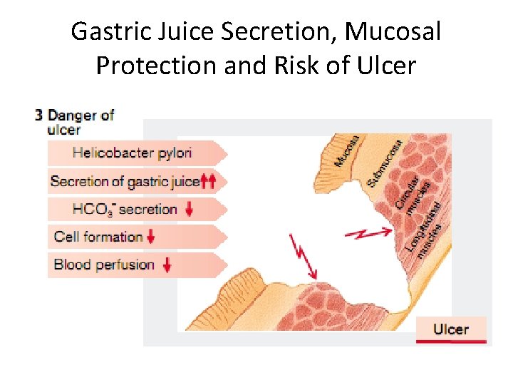 Gastric Juice Secretion, Mucosal Protection and Risk of Ulcer 