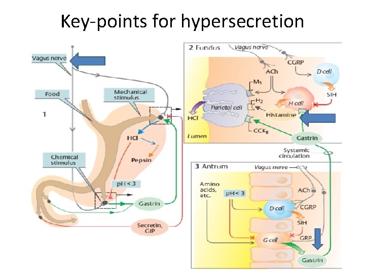 Key-points for hypersecretion 