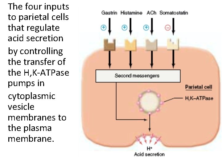 The four inputs to parietal cells that regulate acid secretion by controlling the transfer