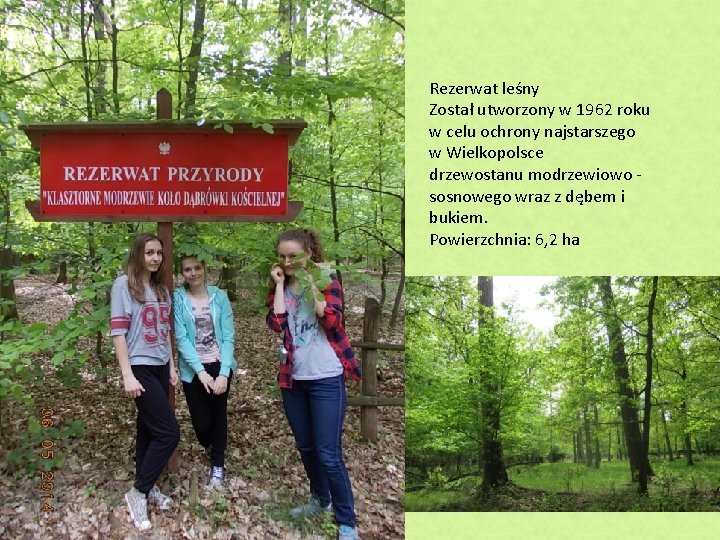 Rezerwat leśny Został utworzony w 1962 roku w celu ochrony najstarszego w Wielkopolsce drzewostanu