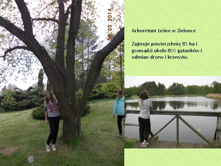 Arboretum Leśne w Zielonce Zajmuje powierzchnię 83 ha i gromadzi około 800 gatunków i