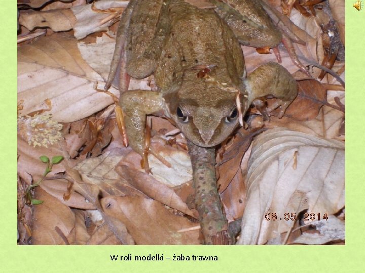 W roli modelki – żaba trawna 