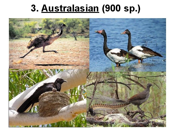 3. Australasian (900 sp. ) 