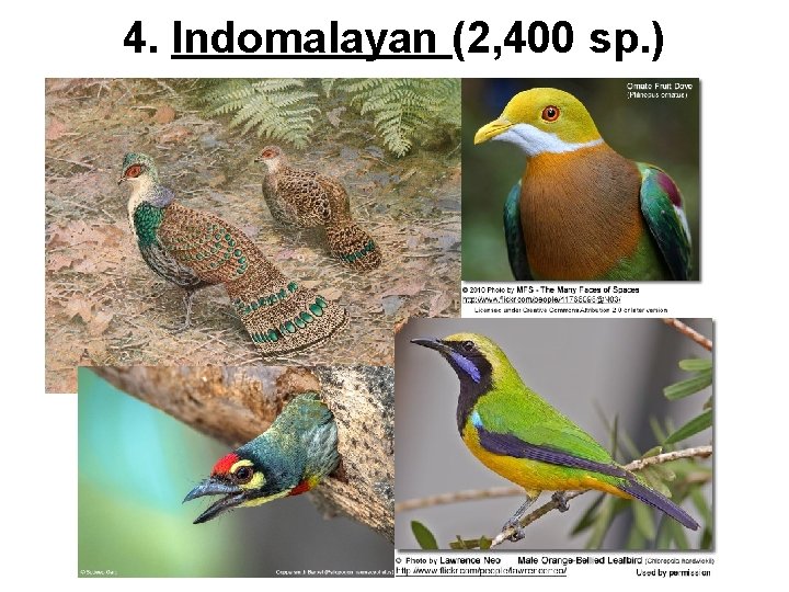 4. Indomalayan (2, 400 sp. ) 