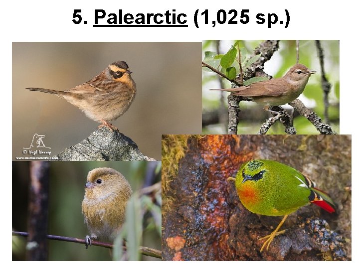 5. Palearctic (1, 025 sp. ) 