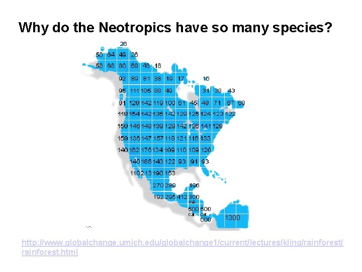 Why do the Neotropics have so many species? 1300 http: //www. globalchange. umich. edu/globalchange