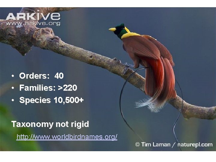 • Orders: 40 • Families: >220 • Species 10, 500+ Taxonomy not rigid