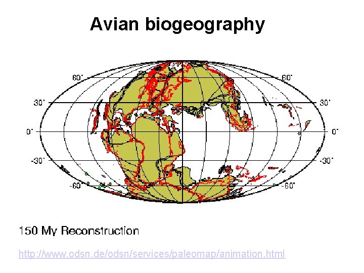 Avian biogeography http: //www. odsn. de/odsn/services/paleomap/animation. html 