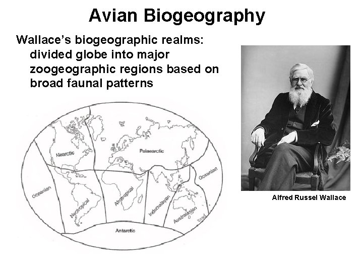 Avian Biogeography Wallace’s biogeographic realms: divided globe into major zoogeographic regions based on broad