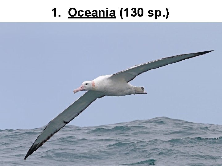 1. Oceania (130 sp. ) 
