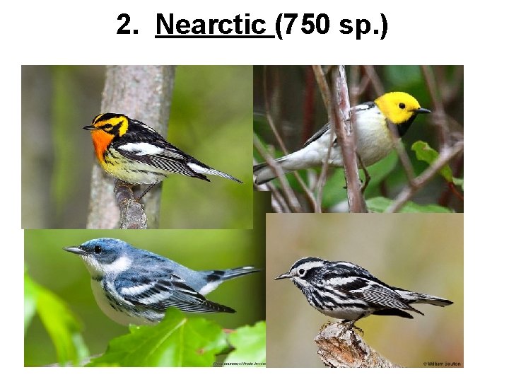 2. Nearctic (750 sp. ) 