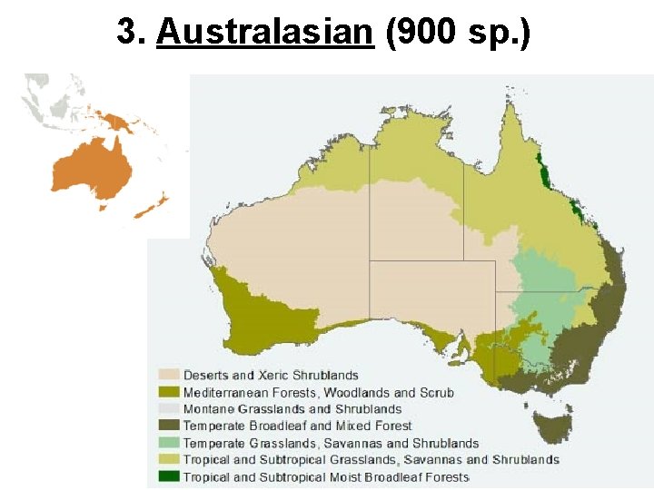 3. Australasian (900 sp. ) 