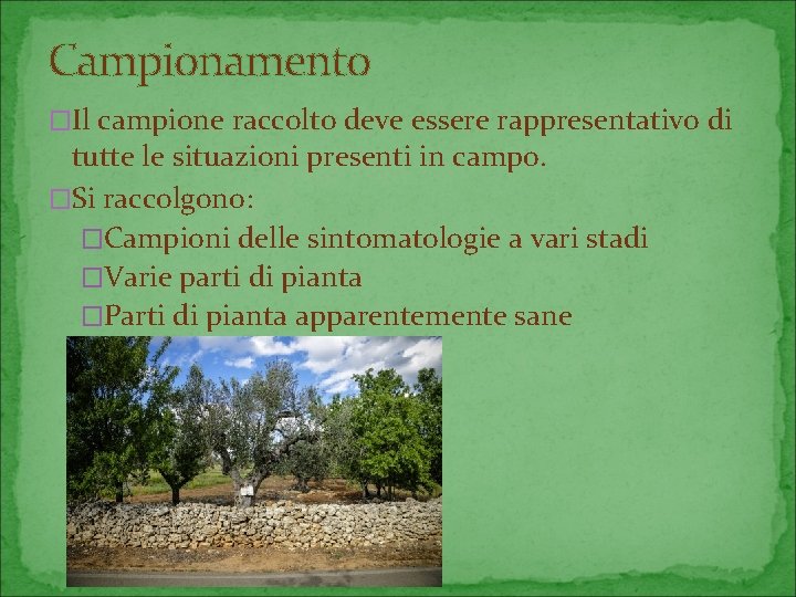 Campionamento �Il campione raccolto deve essere rappresentativo di tutte le situazioni presenti in campo.