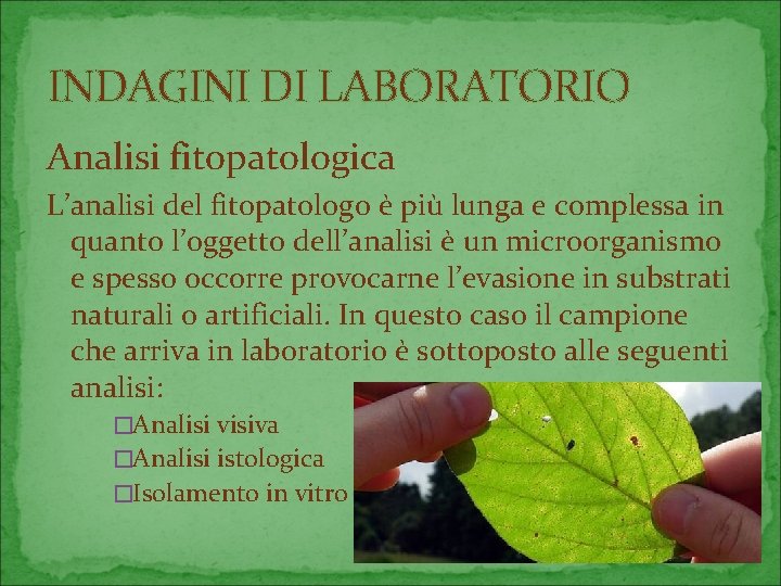 INDAGINI DI LABORATORIO Analisi fitopatologica L’analisi del fitopatologo è più lunga e complessa in