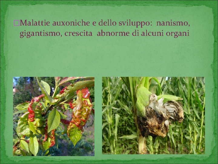 �Malattie auxoniche e dello sviluppo: nanismo, gigantismo, crescita abnorme di alcuni organi 