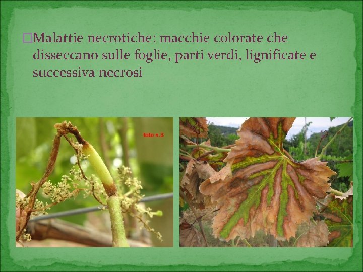 �Malattie necrotiche: macchie colorate che disseccano sulle foglie, parti verdi, lignificate e successiva necrosi