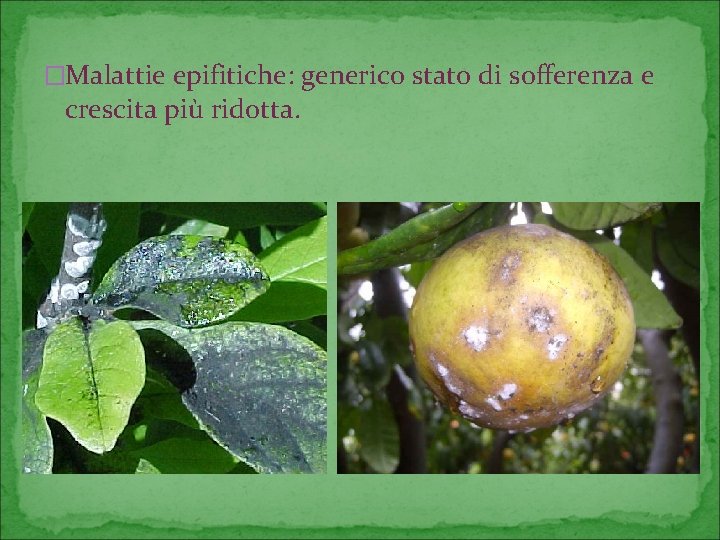 �Malattie epifitiche: generico stato di sofferenza e crescita più ridotta. 