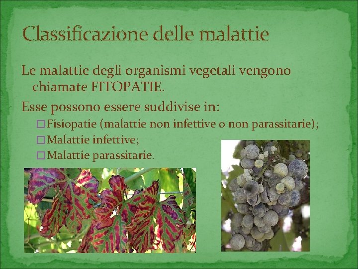 Classificazione delle malattie Le malattie degli organismi vegetali vengono chiamate FITOPATIE. Esse possono essere