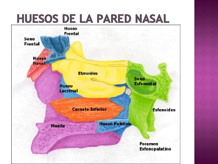 HUESOS DE LA PARED NASAL 