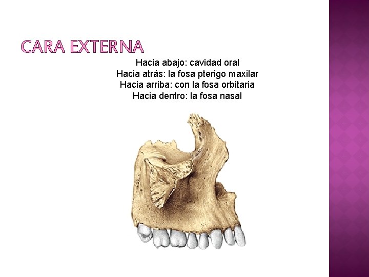 CARA EXTERNA Hacia abajo: cavidad oral Hacia atrás: la fosa pterigo maxilar Hacia arriba: