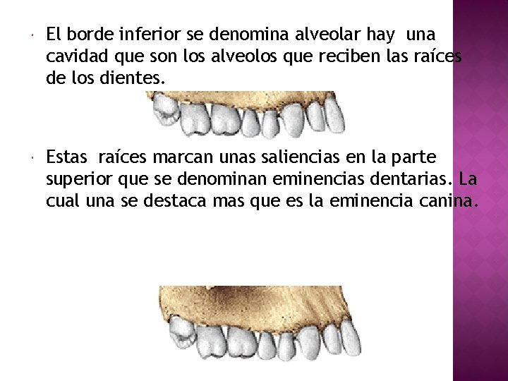  El borde inferior se denomina alveolar hay una cavidad que son los alveolos