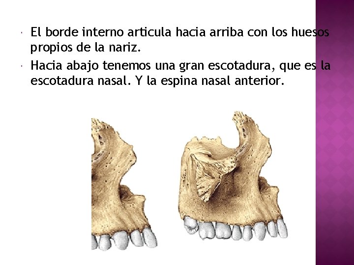  El borde interno articula hacia arriba con los huesos propios de la nariz.