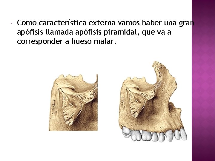  Como característica externa vamos haber una gran apófisis llamada apófisis piramidal, que va