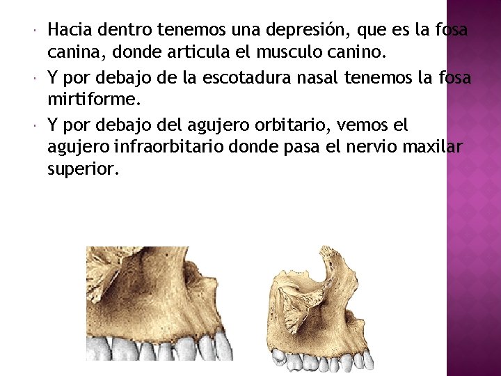  Hacia dentro tenemos una depresión, que es la fosa canina, donde articula el