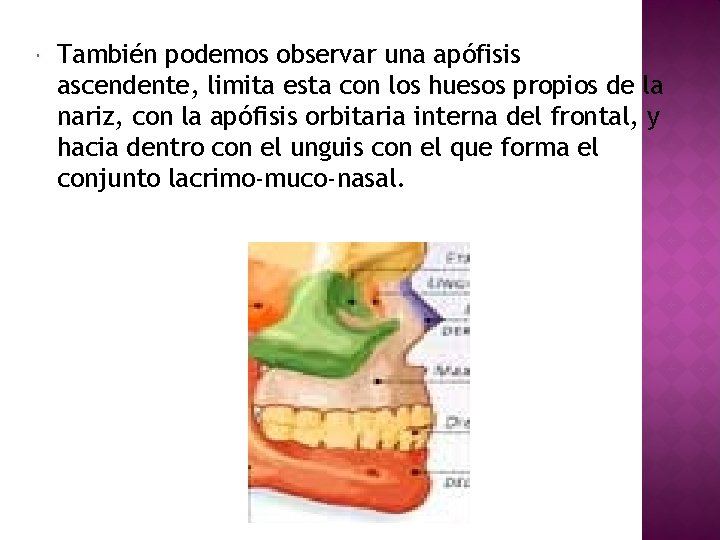  También podemos observar una apófisis ascendente, limita esta con los huesos propios de