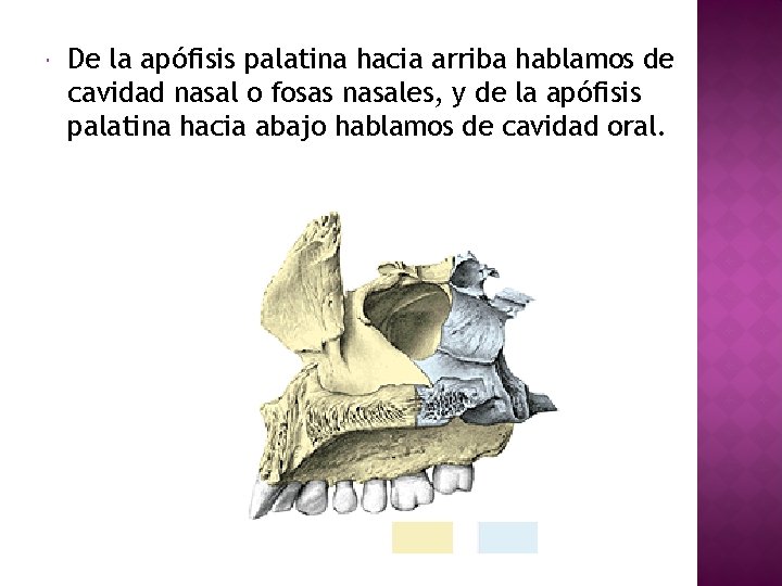  De la apófisis palatina hacia arriba hablamos de cavidad nasal o fosas nasales,