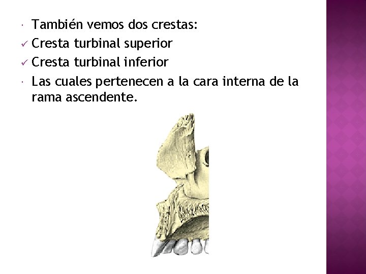 También vemos dos crestas: ü Cresta turbinal superior ü Cresta turbinal inferior Las cuales